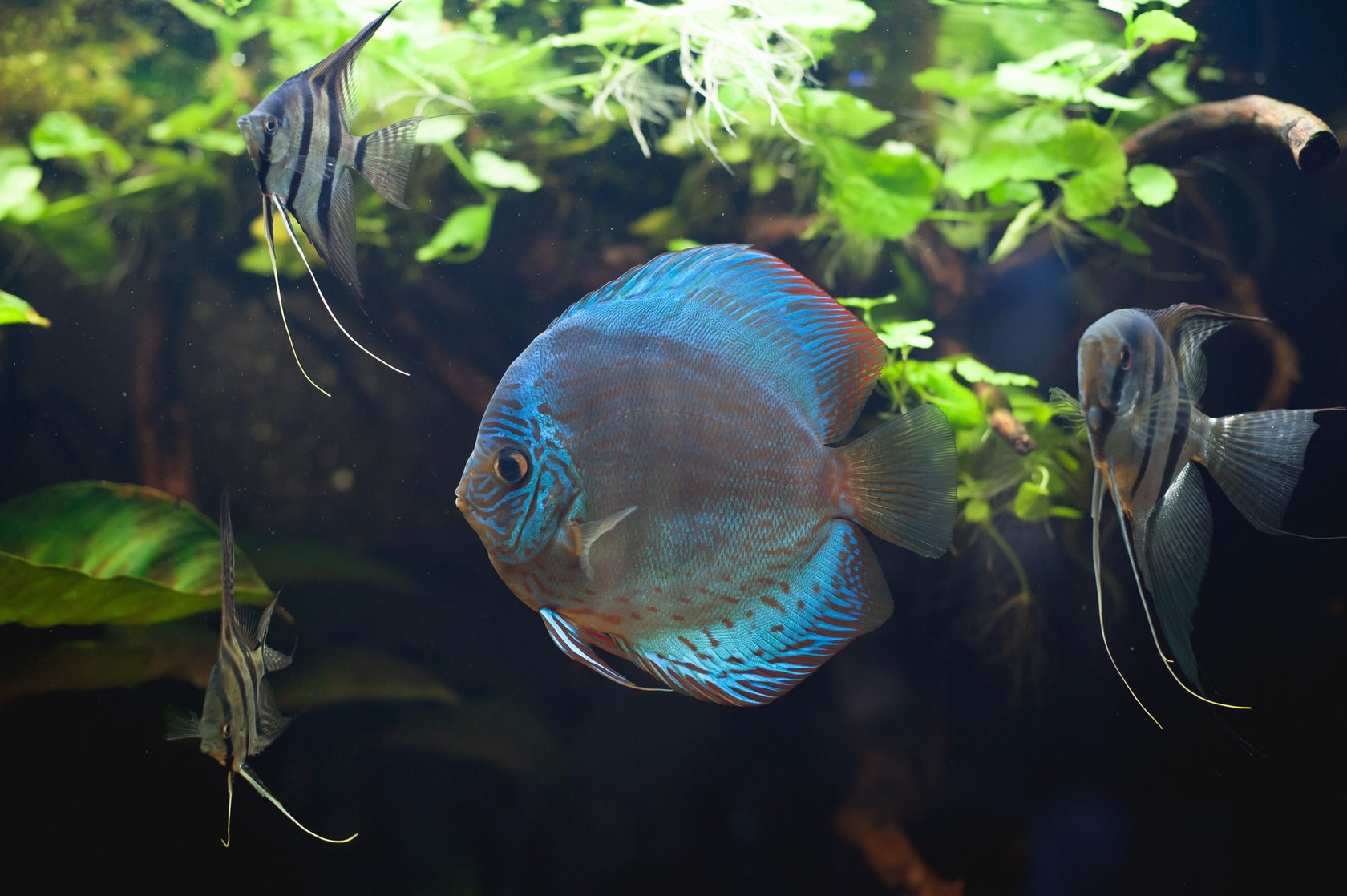 Angelfish and Discus in a planted tank.