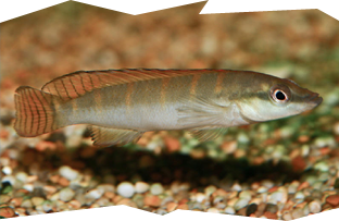 The Crenicichla compressiceps or Compressiceps Dwarf Pike Cichlid is a small and popular South American pike cichlid