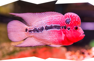 The Red Dragon Flowerhorn is a very popular color morph of this hybrid cichlid