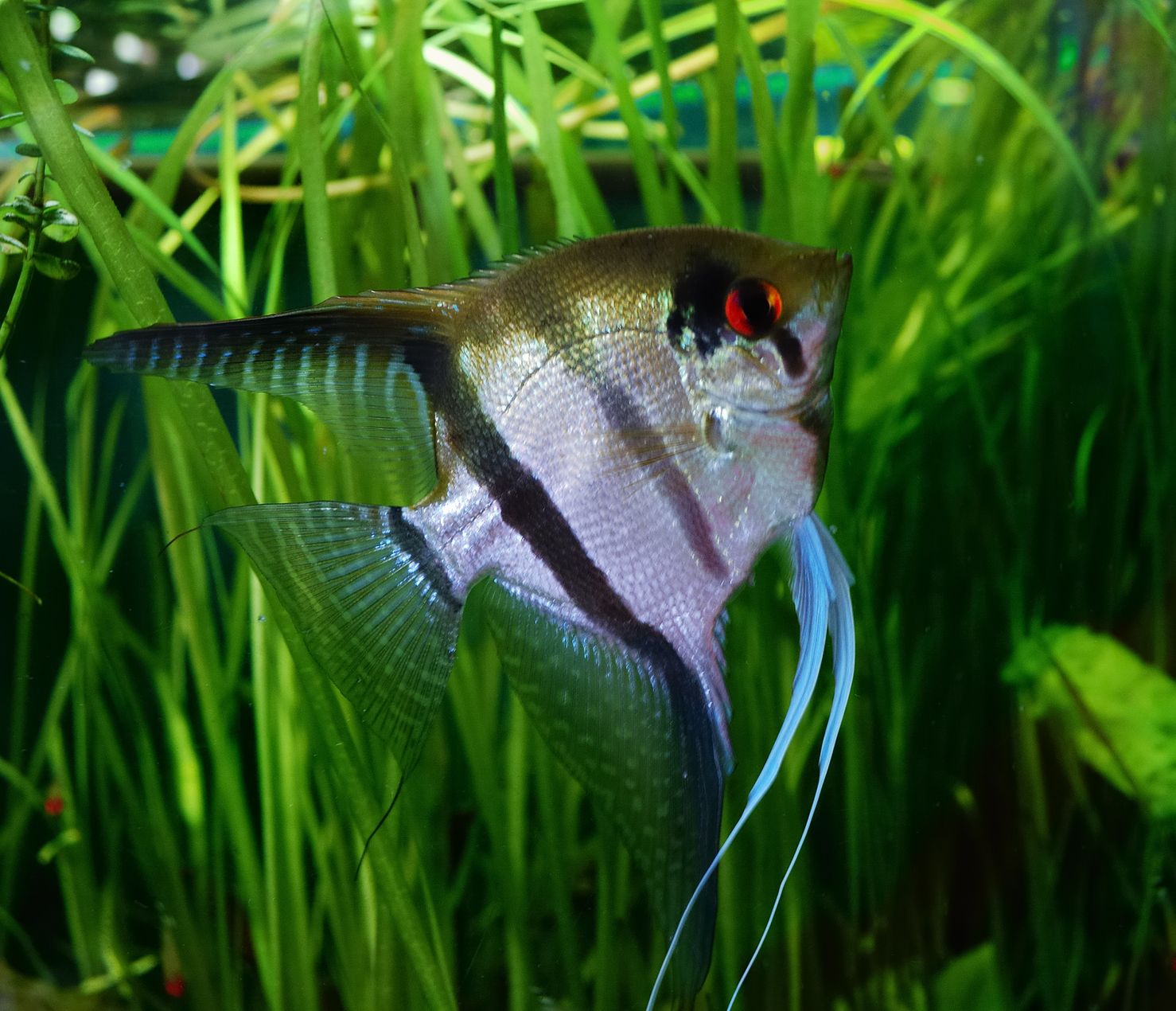 Pterphyllum scalare, Angelfish Cichlid