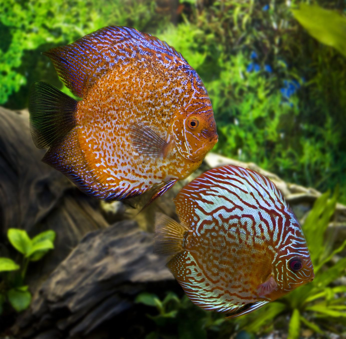 Discus fish are by far the most popular of the South American cichlids